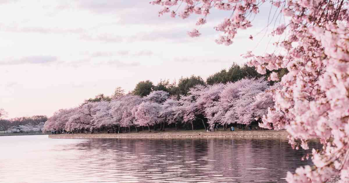 cherry blossom and lake